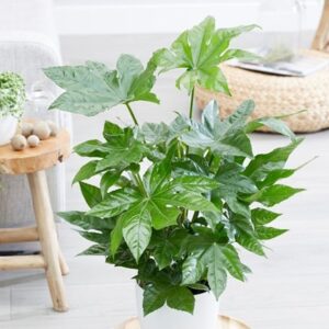 Fatsia japonica