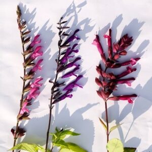 Favourite salvia collection