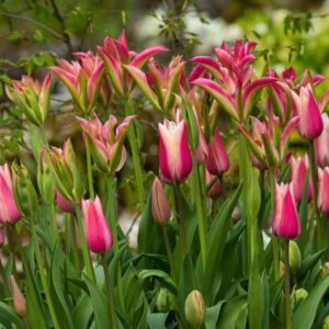 Felicity's nursery tulip collection