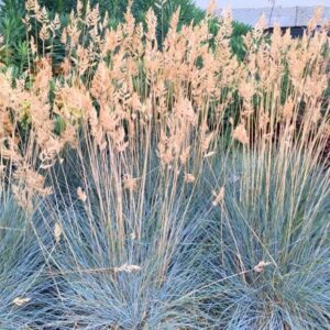 Festuca glauca Elijah Blue