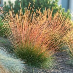 Festuca glauca Sunrise ('Miedzianobrody') (PBR)