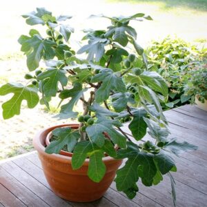 Ficus Fignomenal ('PT-DF-14') (PBR)