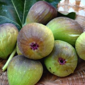 Ficus carica 'Bornholm'