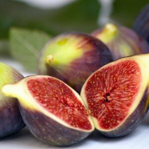 Ficus carica Brown Turkey