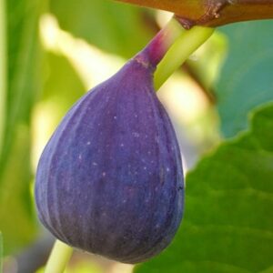 Ficus carica 'Ronde de Bordeaux'