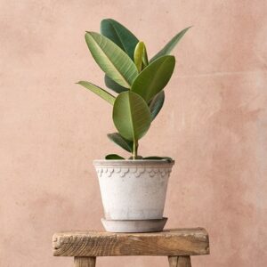 Ficus elastica Robusta