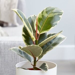 Ficus elastica Tineke