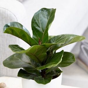 Ficus lyrata Bambino (PBR)