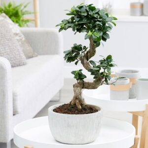 Ficus microcarpa Ginseng