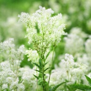 Filipendula ulmaria