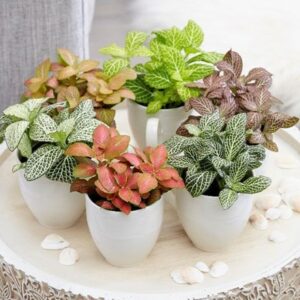 Fittonia mix