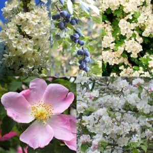 Flowering species rich hedge