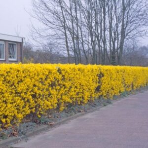 Forsythia × intermedia Lynwood Variety