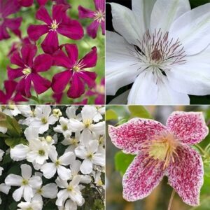Four seasons clematis collection
