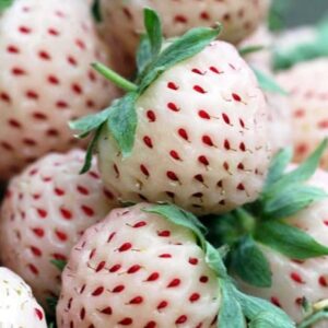 Fragaria ananassa pineberry White Dream