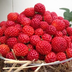 Fragaria × ananassa framberry Red Dream