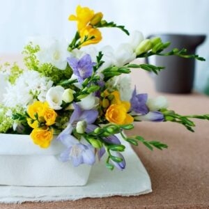 Freesia collection