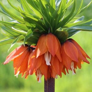 Fritillaria imperialis Rubra