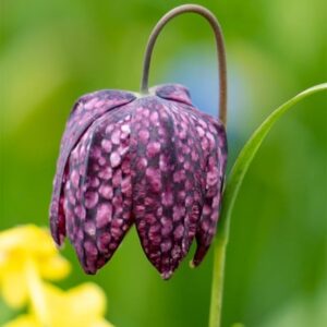 Fritillaria meleagris