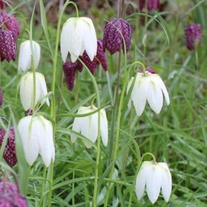 Fritillaria meleagris var. unicolor subvar. alba