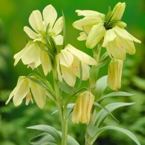 Fritillaria pallidiflora