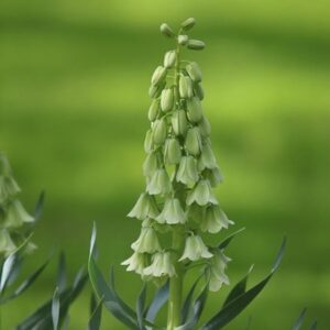 Fritillaria persica Ivory Bells