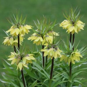 Fritillaria raddeana