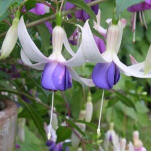 Fuchsia Deltas Sara