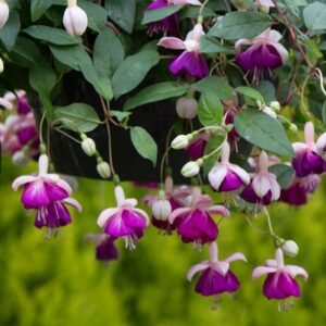 Fuchsia Eva Boerg