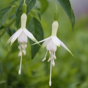 Fuchsia Hawkshead