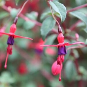 Fuchsia Riccartonii