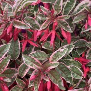 Fuchsia Sunray