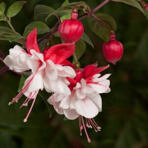 Fuchsia Swingtime