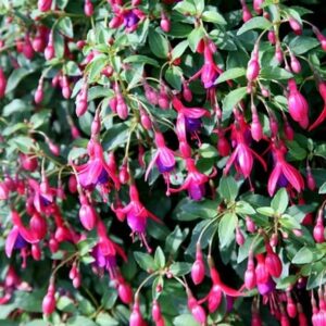 Fuchsia Tom Thumb