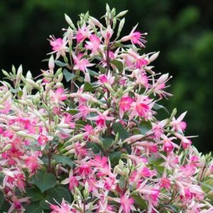 Fuchsia Walz Jubelteen