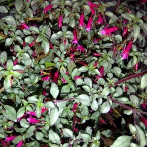 Fuchsia microphylla subsp. hemsleyana Silver Lining