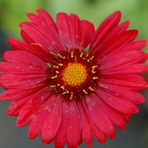 Gaillardia × grandiflora Burgunder