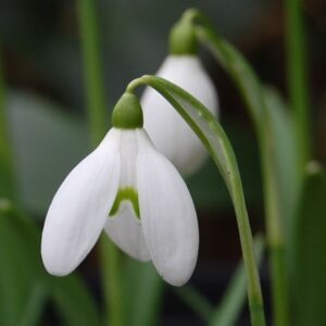 Galanthus S. Arnott