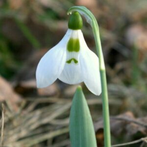 Galanthus elwesii