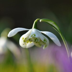 Galanthus nivalis f. pleniflorus Flore Pleno