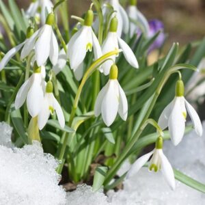 Galanthus woronowii