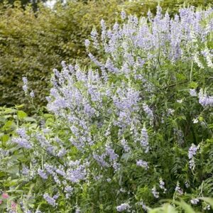 Galega officinalis