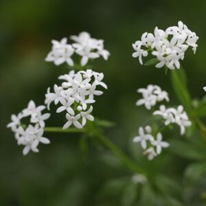 Galium odoratum