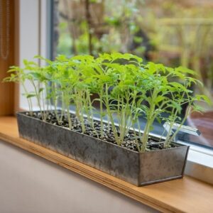 Galvanised metal tray with 16 grow pods