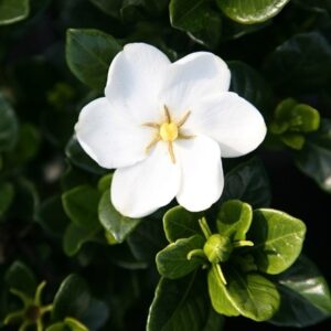 Gardenia jasminoides Kleim's Hardy