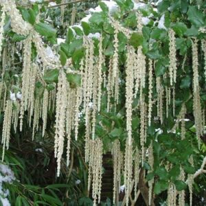 Garrya elliptica James Roof
