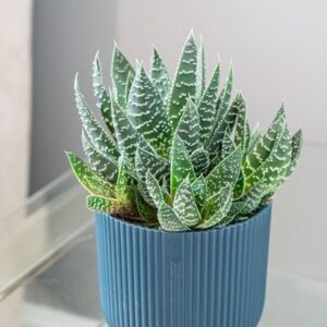 Gasteraloe Apollo