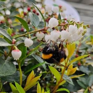 Gaultheria Florry ('HO120') (PBR)