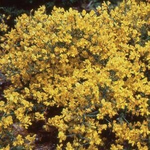Genista lydia