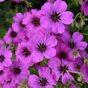 Geranium Patricia ('Brempat')